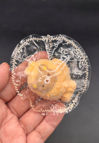 Rilakkuma taiyaki cute mini (flocked and unflocked)taba squishy