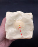 Jumbo 7cm Vaseline cheese squishy viral!!